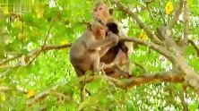 猴子宝宝一家三口在高高地树上，享受着食物