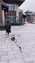哎呀掉队啦