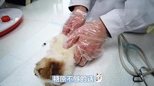 一只休克小奶狗，被送到医院，原因竟是饿晕了