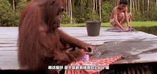 给猩猩准备浴盆洗澡，不料猩猩跳起了水上芭蕾，网友：魔力转圈圈