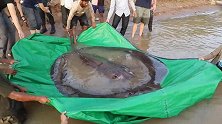 柬埔寨：长4米重300公斤！渔民捕获全球最大淡水鱼