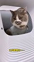 有些猫咪虽然长得可爱，但是伺候起来好烦人[抠鼻]猫塔后遗症 萌宠出道计划