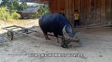 这是我见过最听话的牛，看见牛车，自己就套了上去