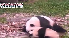熊猫：一天不打上房揭瓦，宝真的是自找的挨打，可爱淘气萌团子