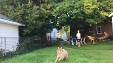 老外在院子里训练狗狗，每一幕都很精彩，你觉得呢