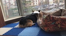 幸福其实很简单，每天睡到自然醒，玩着玩具看看风景