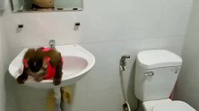 猴子宝宝Nui Nui在新游泳池洗澡，它的反应亮了！
