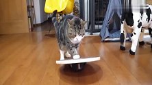 主人给猫咪买了个平衡板玩，猫咪上不去要主人帮忙，舍不得下来了