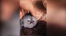 昏昏欲睡的小猴子，抚摸一会马上睡着了，太可爱了！