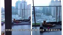柴犬二十多平的窝还有落地窗，无聊就躺着欣赏风景，这才叫生活