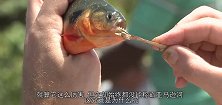 食人鱼为何没能称霸亚马逊河，多亏电鳗，看完我涨知识了
