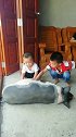 养了只大肥猪，孩子的宠物