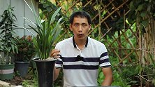 兰花虫害多！这个地方放一块小黄板，不用药一个都逃不掉