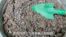 在露台养花,又种菜,体验种植丰收的快乐!今天又种两种瓜苗