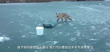 男子在冰面上钓鱼，突然来了一只小狐狸，接下来的画面让人暖心