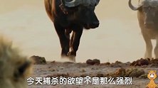 当牛群又看见狮群想起了昨天，就愤怒的冲向狮群，尖角，牛蹄