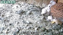 红隼捕食失败，为了养活其它幼崽，竟对最幼小的幼崽下手