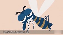 蚊子为什么不会被雨滴砸到？专家：这是蚊子的“特异功能”！