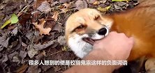 被救小狐狸7年后再见恩人，场面一度失控原来动物也懂得报恩啊