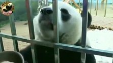 这只大熊猫要成精了？会和人唠嗑还一问一答，因此还上了央视！