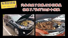 汽车出现了故障，打开引擎盖惊呆了，“长出”200多个核桃