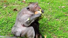 猴妈吃莲蓬，小猴喝奶，真是和谐的生活！