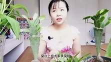 仙人掌嫁接的蟹爪兰怎么养？长出小仙人掌，要保留吗？