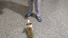 从今天开始，小柯基要开始训练了