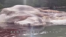 海滩出现30米长动物尸体，专家赶到后，让人们迅速撤离