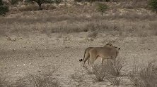 沙漠狮群守着水源，喝水的獾被捕获