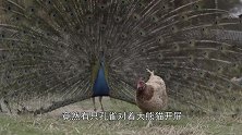 孔雀开屏想吸引大熊猫，熊猫花里胡哨，非揍你你一顿不可！