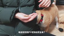 吃饭找错地方了，这个傻狗还有救吗