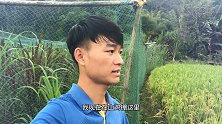 老妈在稻田四周撒上了生石灰，隔壁的没有撒，奇怪了