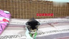 宅家好无聊，看小奶猫在线教学如何自娱自乐！