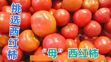 买西红柿要选“母”的，看这地方一眼辨别，避开激素西红柿，真棒