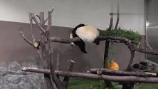 熊猫界的小龙女，在一根树干上睡觉，不料把大家都逗乐了