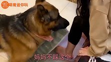 男主人吩咐媳妇做事，狗狗想让妈妈多睡会，叼着拖鞋扔垃圾桶里