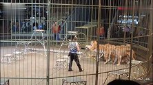 俄罗斯马戏团果然厉害，狮子老虎都能变成听话的大猫