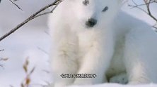 白狼群扑杀小熊，发疯的北极熊王大开杀戒，镜头捕捉残忍一幕