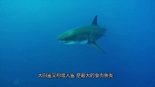 鱼类中的最高级消费者，号称海洋中的顶级杀手，会主动攻击人类
