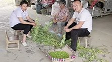大胖摘些蚕豆，煮个五香蚕豆配上冰镇啤酒，恣儿嘞很