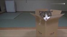 家里有一只爱钻洞的猫咪，真是拿它一点办法也没有