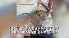 野猪每天到家“蹭饭”，现已被男子收养：除了吃得多爱拆家其他都好
