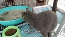 忧君小猫出生的第三天，准备鸡胸肉加餐喂猫，结果被萌化了！