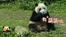啃冰块儿不过瘾，熊猫宝宝圆仔又拿起竹笋美滋滋地吃起来，太萌了
