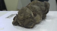 西伯利亚冰冻18000年犬科幼崽被展出：胡须乳牙清晰可见