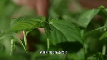 老广的味道：麻叶就跟采茶一样，这种黄麻是永远长不大的