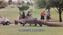 美国佛州人养的鳄鱼憨态可掬