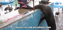 “厚脸皮”海狮成卖鱼摊常客，每天排队蹭鱼吃，简直萌翻了