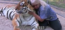 老虎5年后与救命恩人重逢，直接就把恩人扑倒在地，张嘴就来一口